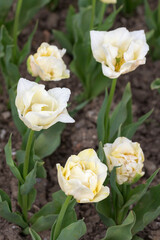 Obraz na płótnie Canvas white tulips in the spring