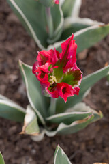 dark red tulip