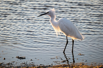 egret in water