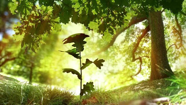 Seedling plant under oak tree loop. Also available as a version where an acorn falls and a plant grows - search for 197509289 in Videos. Life cycles, new beginnings. Mix of CG and camera footage.