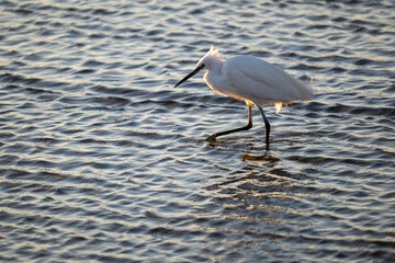 heron on the beach