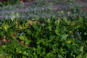 Agua de manguera regando a lluvia acelgas