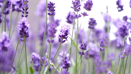 Foto op Plexiglas Lavender flowers blooming which have purple color and good fragrant for relaxing in summer. © gnepphoto