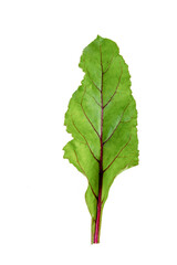 New harvest Red Veined Beet Leaves on an isolated white background