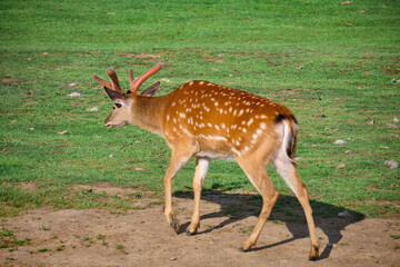 Deer walk on a green lawn at a private zoo in Khabarovsk, Russia.