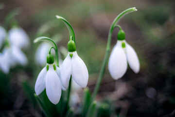 Snowdrop flowers with several snowdrops close up nature photo
