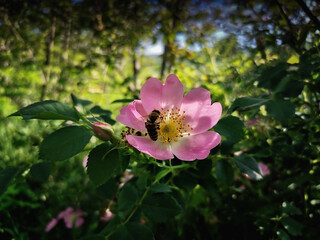 pink rose bush flower