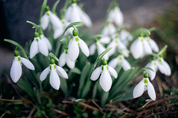 Snowdrop flowers with several snowdrops close up nature photo