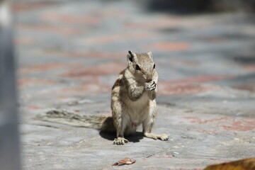 Praying Squirrel
