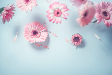 Flying pink gerbera flowers at pale blue background. Levitation concept with beautiful summer flowers. Top view.