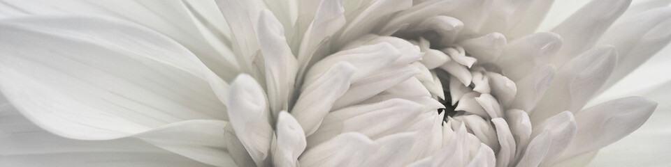 Fototapeta na wymiar Dahlia bloom. Flower petals closeup. Light vegetal banner. Pale gray and pink plant headline. Almost black and white. Macro