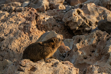 Fototapeta premium wild hyrax on the ground