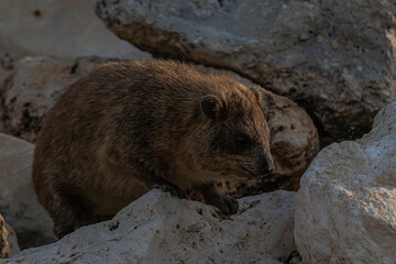 wild hyrax in the mountains