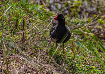 red winged blackbird in the grass