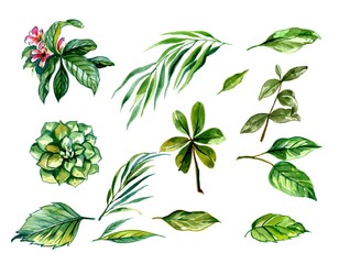 Beautiful green tropical leaves set design
