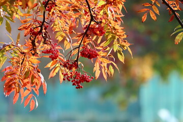 ナナカマドの実