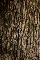 Wooden Bark in the garden , Close up Texture