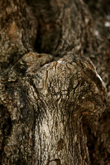 Wooden Bark in the garden , Close up Texture