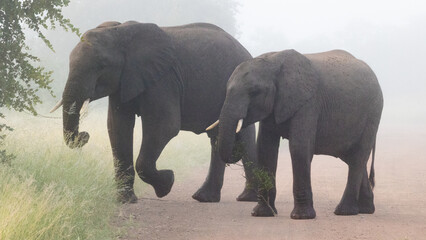 Fototapeta na wymiar African elephant in dense mist