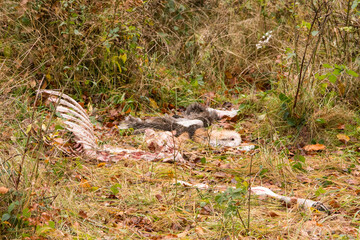 Carcase of a deer killed by wolves. Bieszczady Mountains, Carpathians, Poland.
