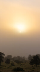 sunrise over a misty morning in Kruger