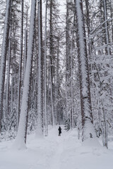 Woman in warm clothes discovering wild beauty of Swedish national park in winter. View from distance of female looking at mighty snow-covered firs and pines trees in snowy magic lapland woodland