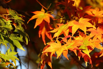 秋の紅葉