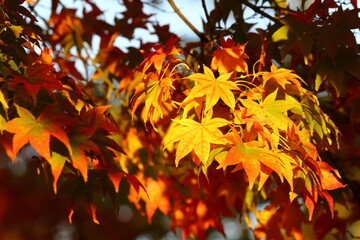 秋の紅葉