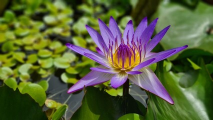 purple lotus flower