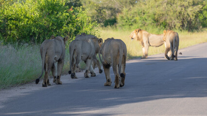 a coalition of 6 lions on the move in the wild