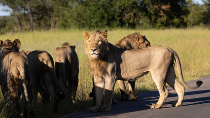 a coalition of 6 lions on the move in the wild
