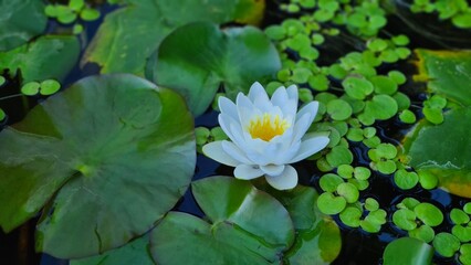 white water lily