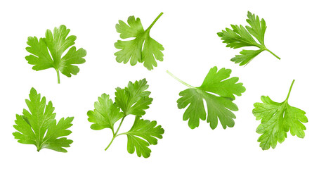 Parsley isolated on white background. A set of fresh green parsley leaves.