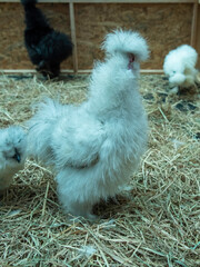 Free range organic white chickens poultry in a country farm.