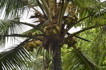 the coconut tree with coconut 