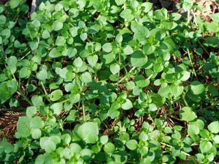 ハコベ　七草粥