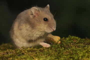 A Campbell dwarf hamster is foraging on moss-covered ground. This rodent has the scientific name Phodopus campbelli. 
