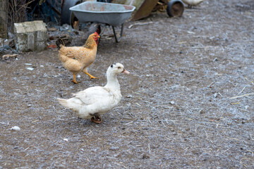 A frozen chicken and duck in a frost-covered poultry yard.