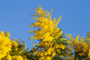 Branch of Mimosa Tree as known as Acacia dealbata, the silver wattle or blue wattle, is a species of flowering plant in the legume family Fabaceae.Spring time in Italy,evergreen.Ecology.