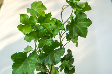 Hedera helix cristata ivy plant