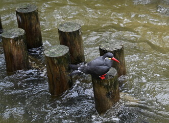 An eurasian oystercatcher resting on a pole in the nriver