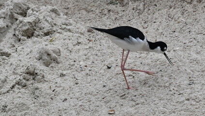 An pied avocet on the beach