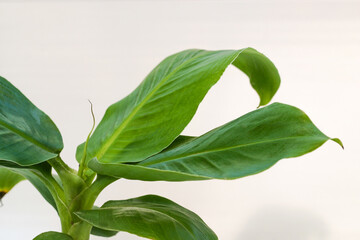 Musa green leaves banana the tropical plant