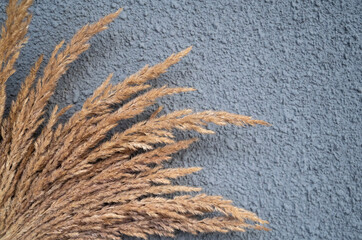 Dry grass on a gray background