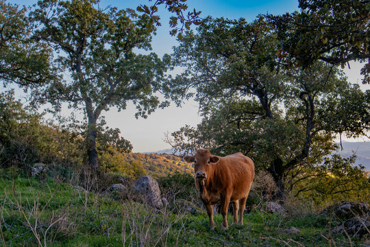 Mucca che pascola nel parco di Su Motti, comune di Orroli, provincia del Sud Sardegna