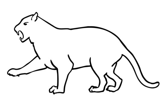 Leopard, cheetah, tiger. Silhouette of an animal from the cat family. One line image