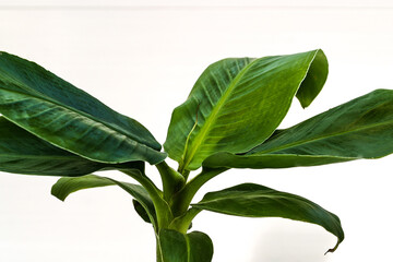 Musa green leaves tropical plant