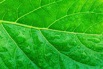 Obraz premium green macro leaf,beautiful large clear raindrops on macro green leaves water drops sparkling in the morning sunlight beautiful leaf texture in nature natural background free space 