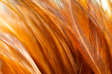 chicken feather macro,background soft chicken feather color brown and orange