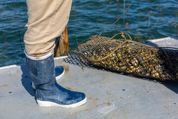 Jambes chaussées de bottes devant une nasse remplie d'huîtres
